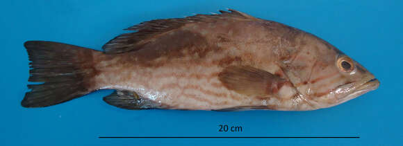 Image of Comb Grouper