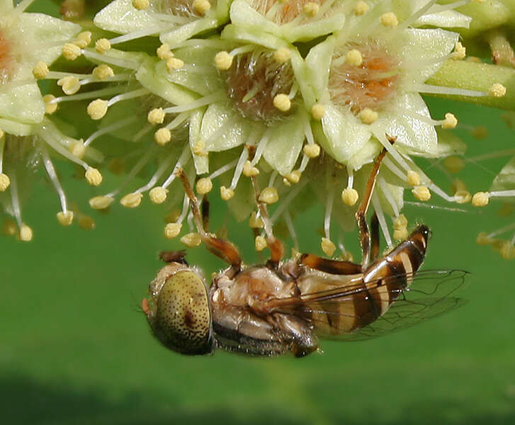 صورة Eristalinus megacephalus (Rossi 1794)