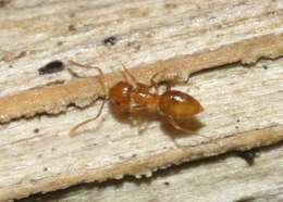 Image of Little yellow ant