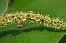 صورة Eristalinus megacephalus (Rossi 1794)