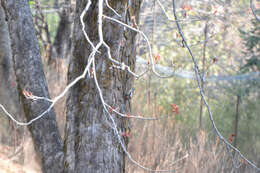 Image of Himalayan Woodpecker