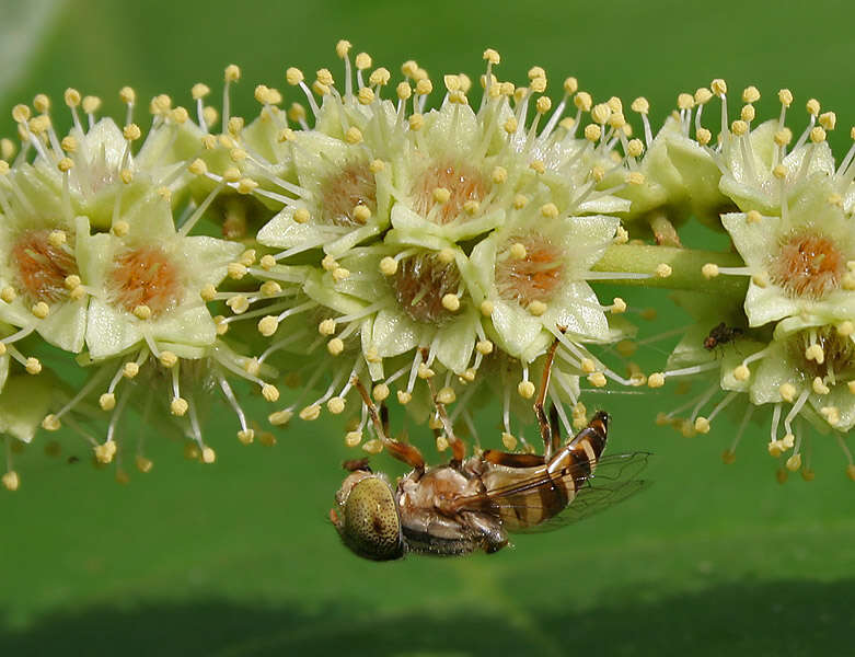 صورة Eristalinus megacephalus (Rossi 1794)