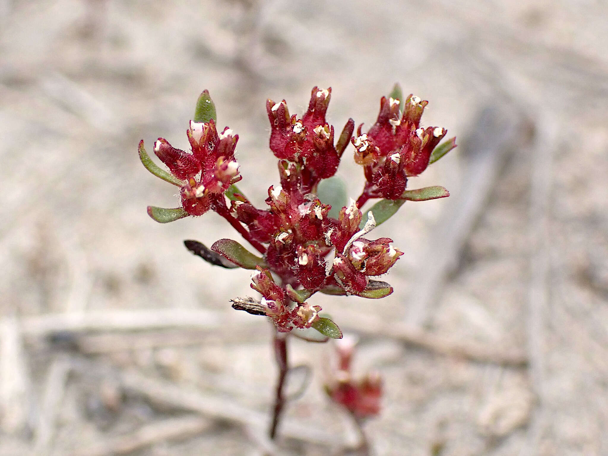 Image of Levenhookia pusilla R. Br.