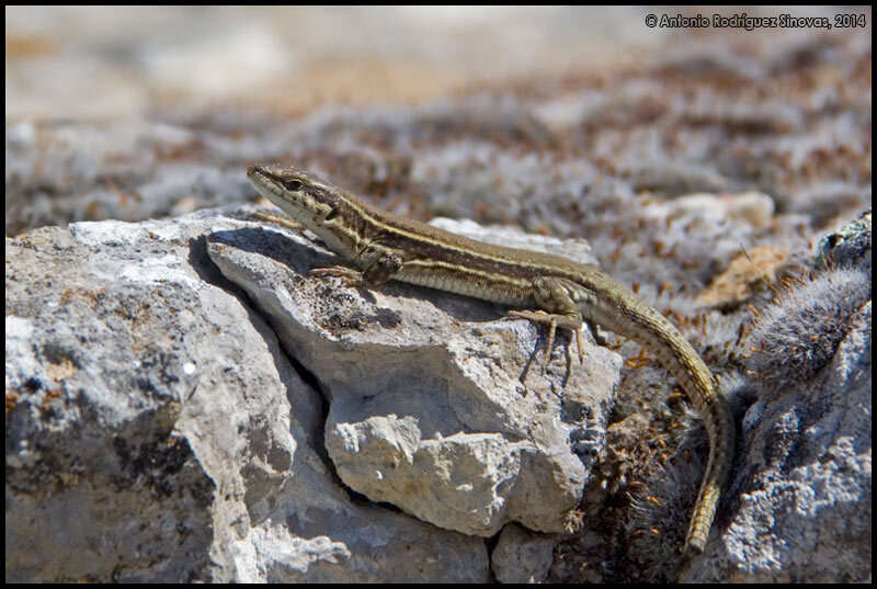 Image of Columbretes Wall Lizard