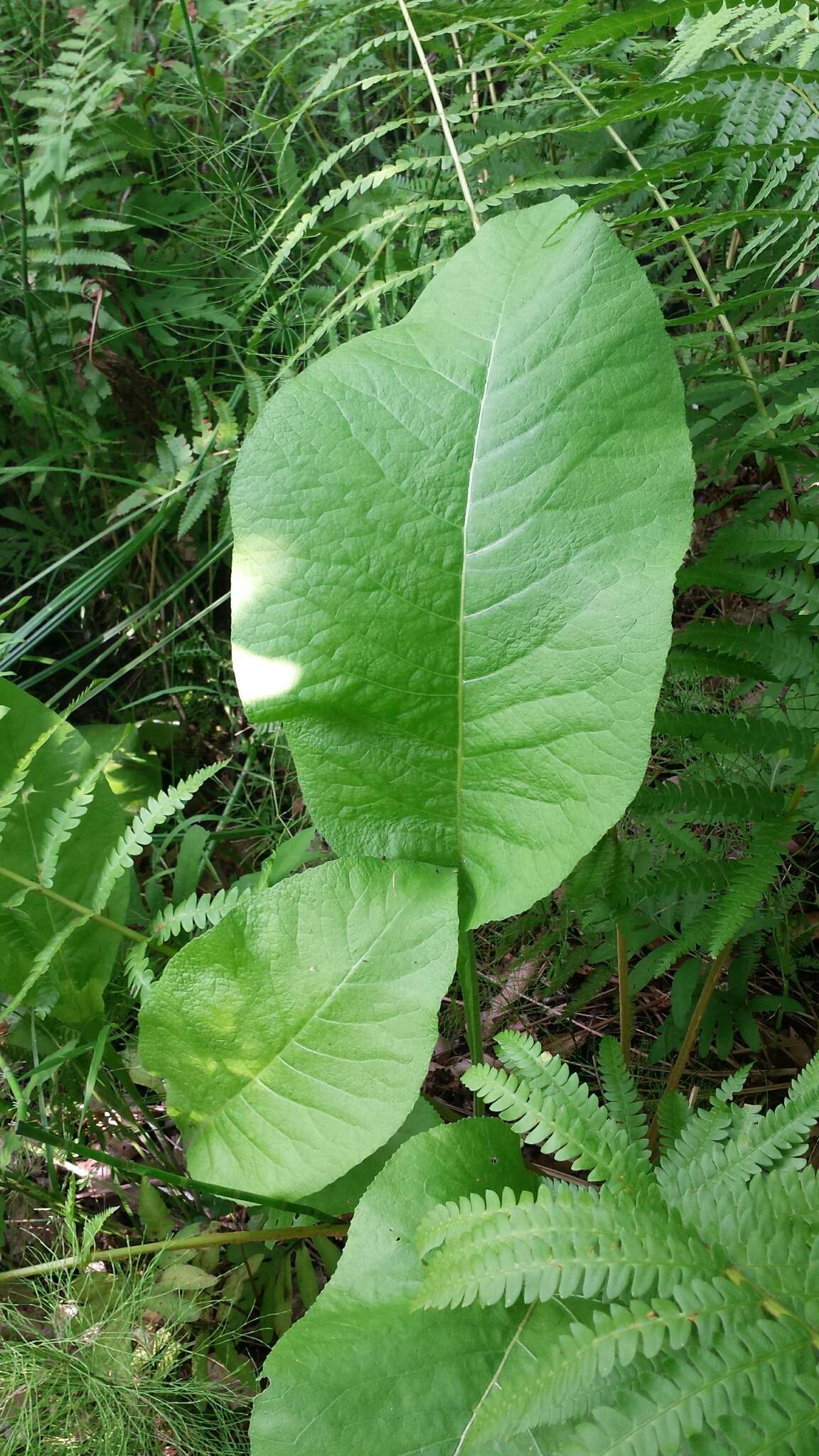 Inula helenium L. resmi