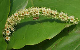 صورة Eristalinus megacephalus (Rossi 1794)