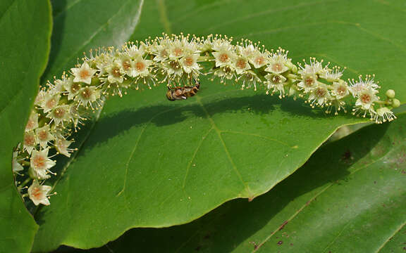 Image of Big-headed Lagoon Fly