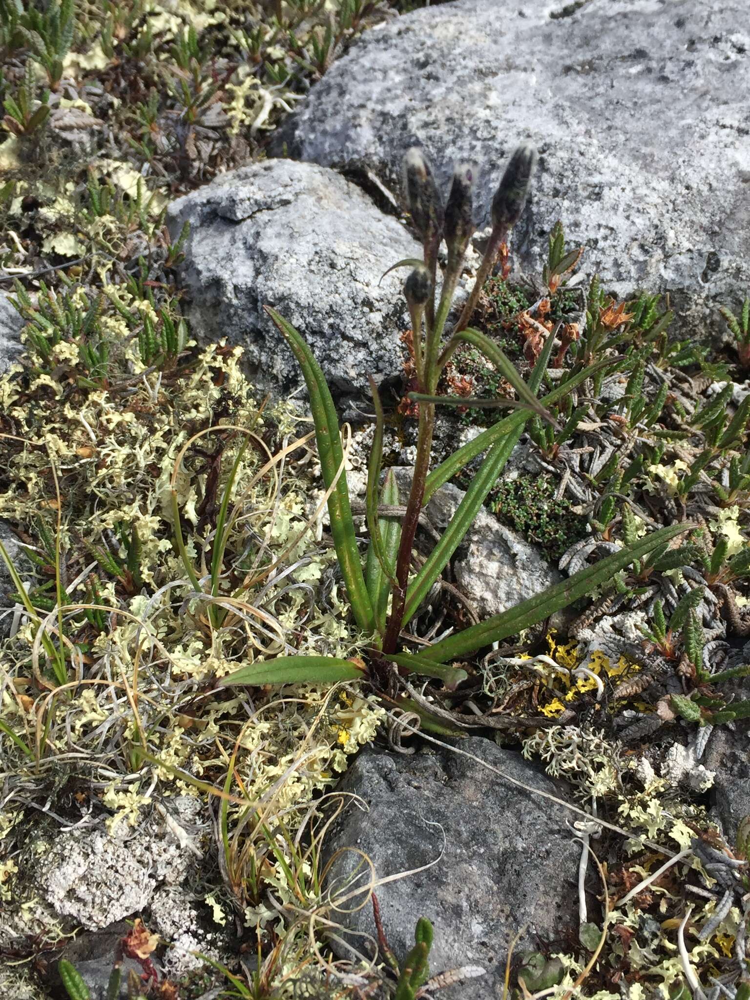 Image of <i>Saussurea <i>angustifolia</i></i> var. angustifolia