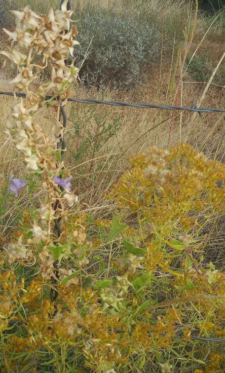 Image of Antirrhinum wislizenii (Engelm. ex A. Gray) Tidestr.