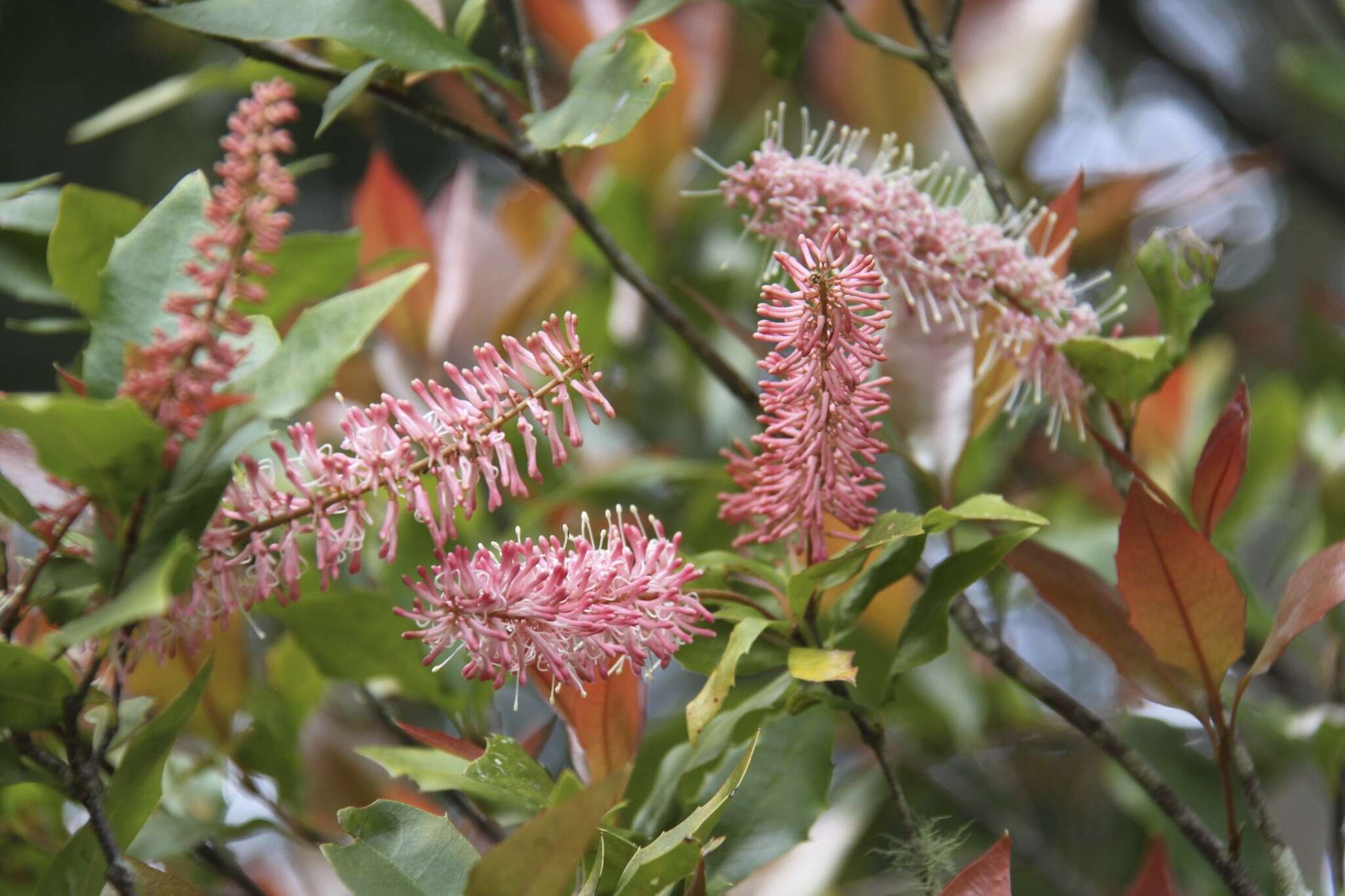 Image of Macadamia ternifolia F. Müll.