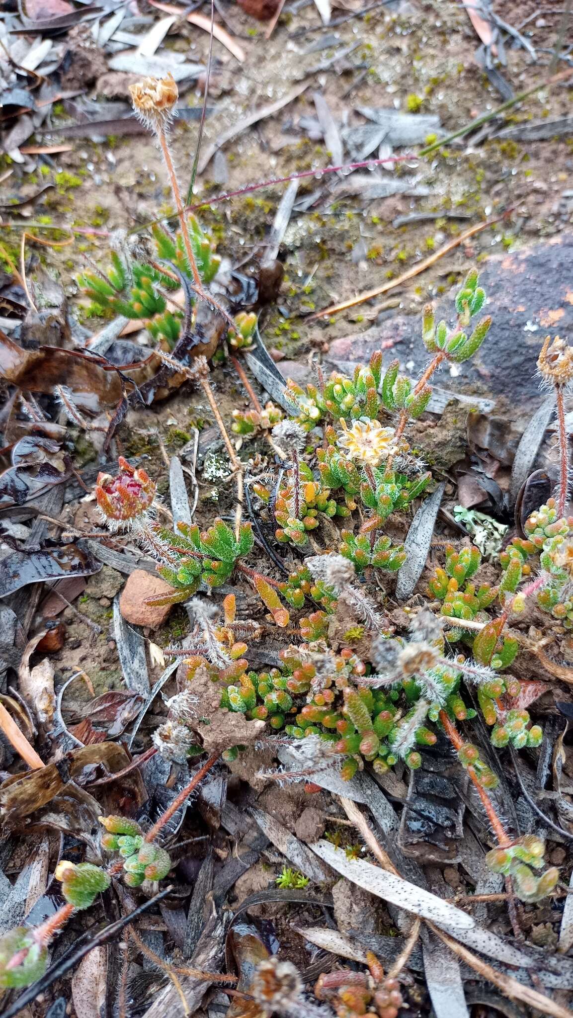 Image of Drosanthemum striatum (Haw.) Schwant.