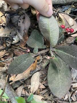 Imagem de Ardisia mamillata Hance