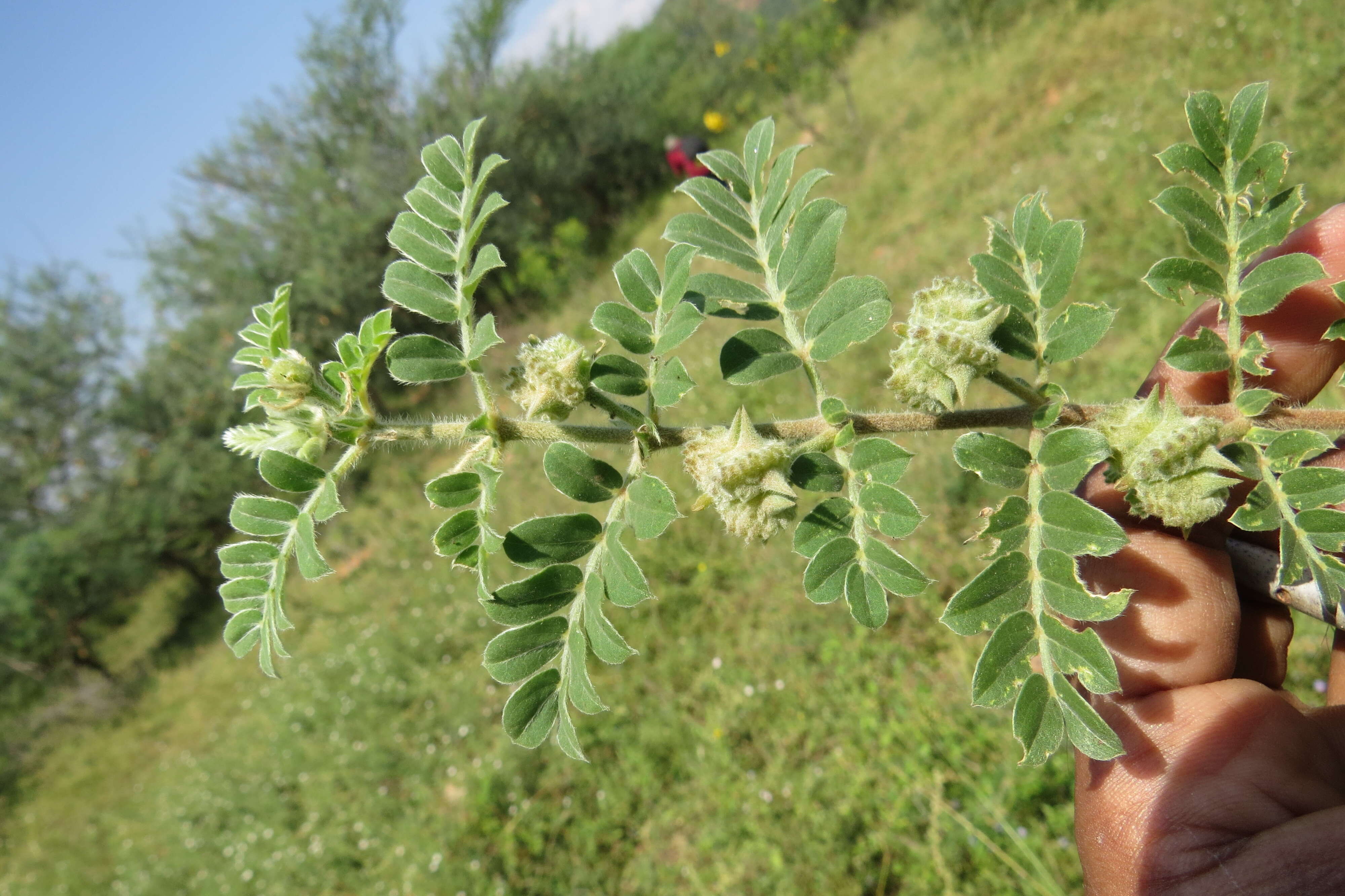 Image of puncturevine