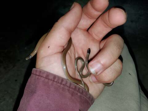 Image of Southwestern Blackhead Snake