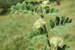 Image of puncturevine