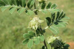 Image of puncturevine