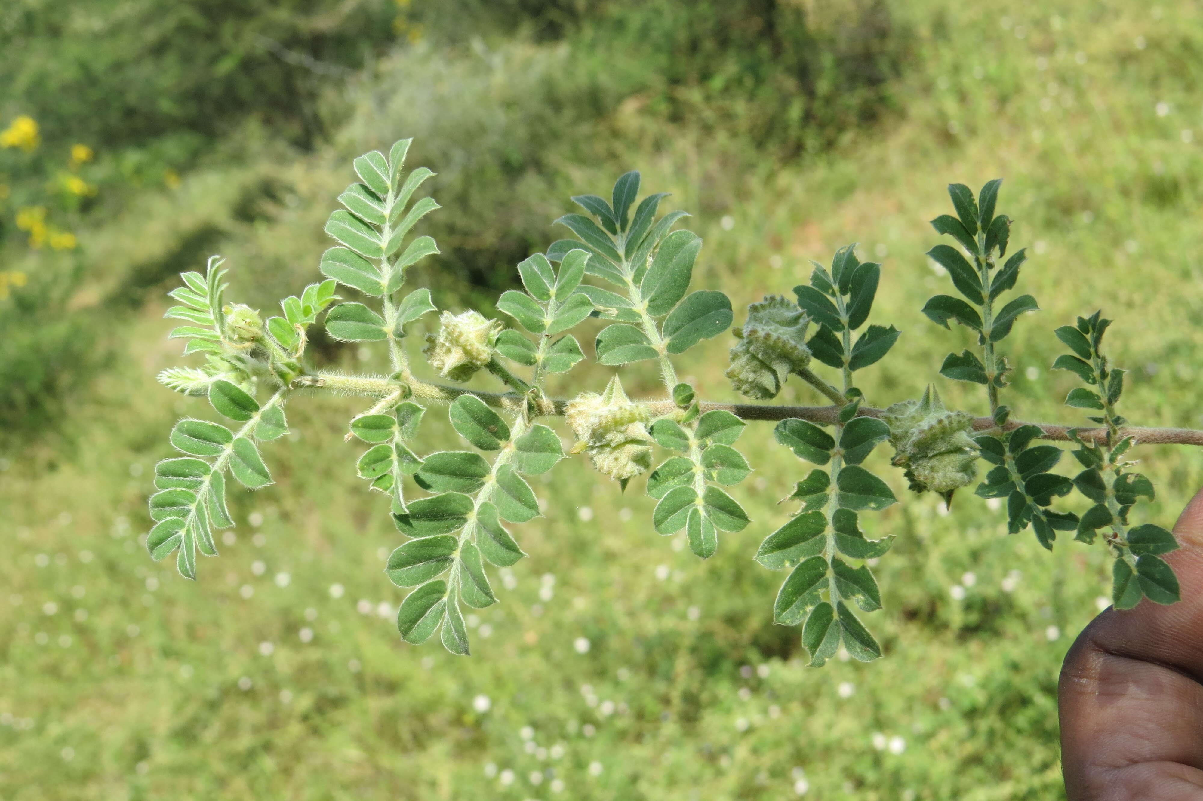 Image of puncturevine