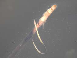 Image of Straightnose Pipefish