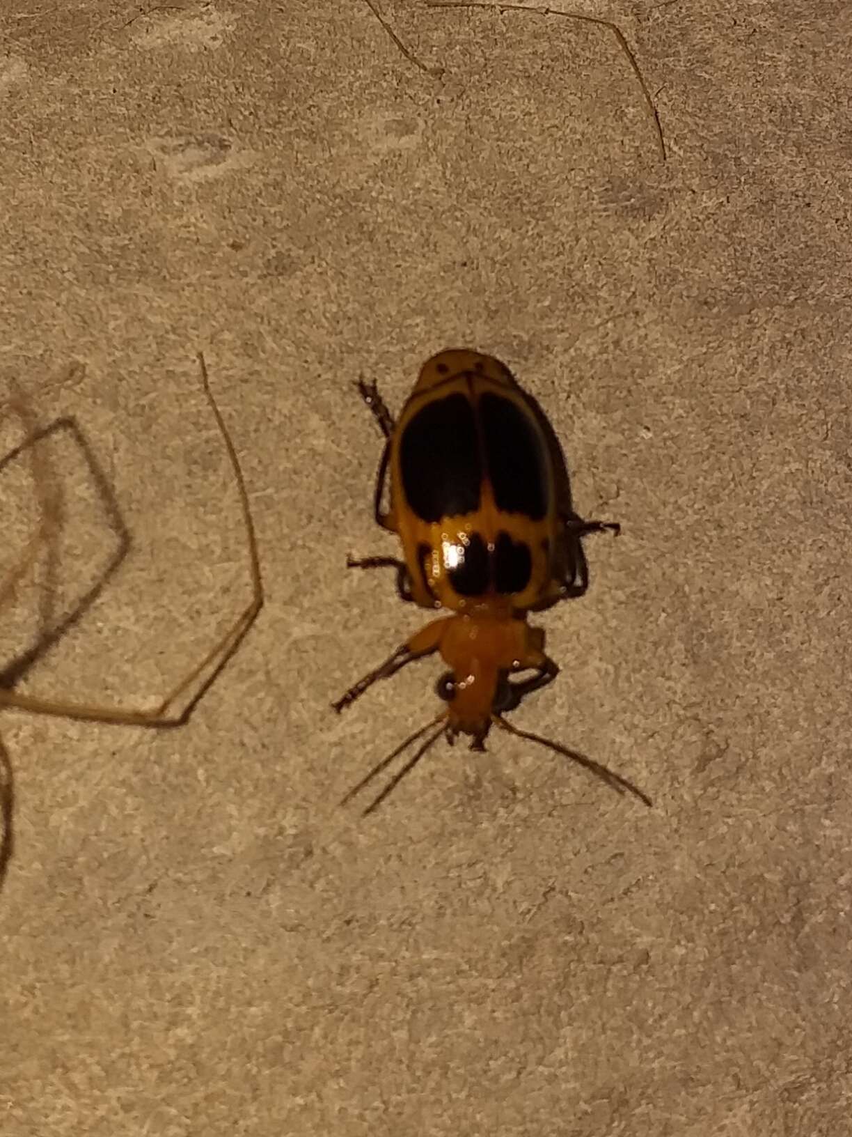 Image de Lebia (Lebia) sellata Dejean 1825