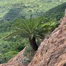 Image of Jozini Cycad