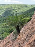 Image of Jozini Cycad