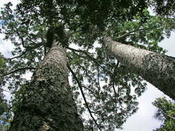 Image of Atherton Kauri Pine