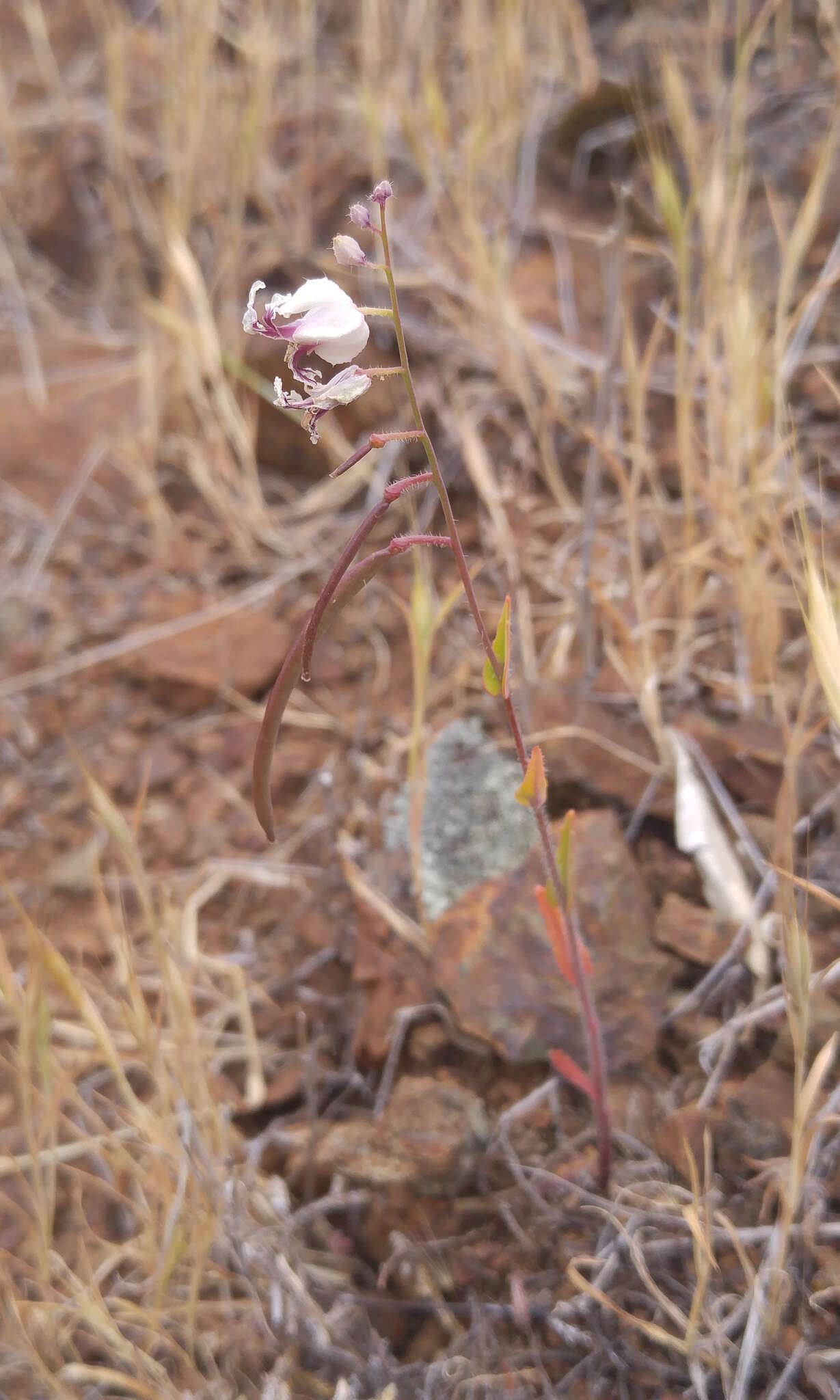 Image of secund jewelflower