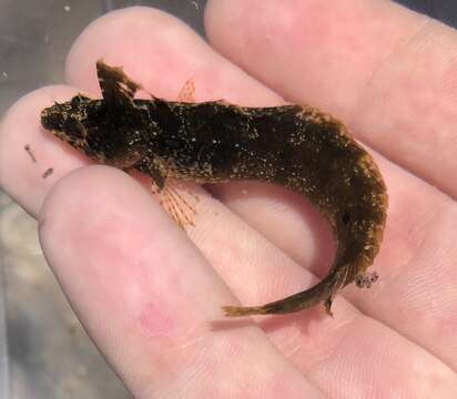 Image of Crevice Kelpfish