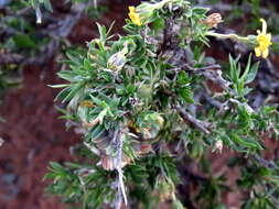 Image of Osteospermum microphyllum DC.