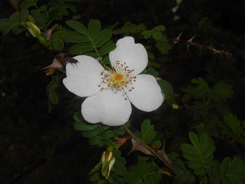 Rosa sericea Lindl. resmi