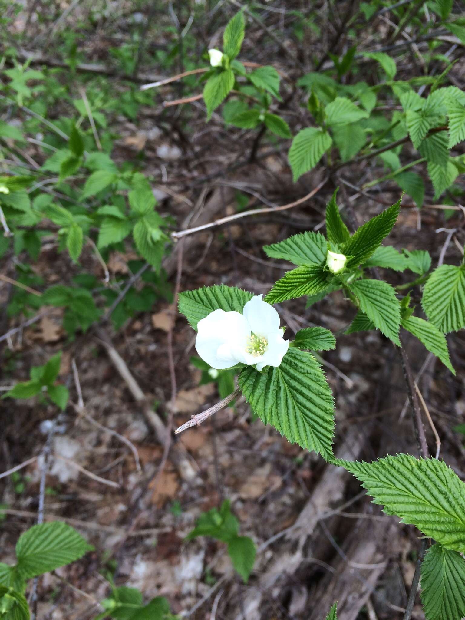 Rhodotypos的圖片