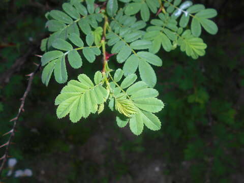 Rosa sericea Lindl. resmi