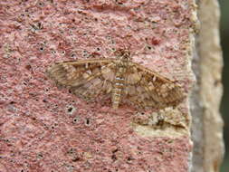 Image of Assembly Moth