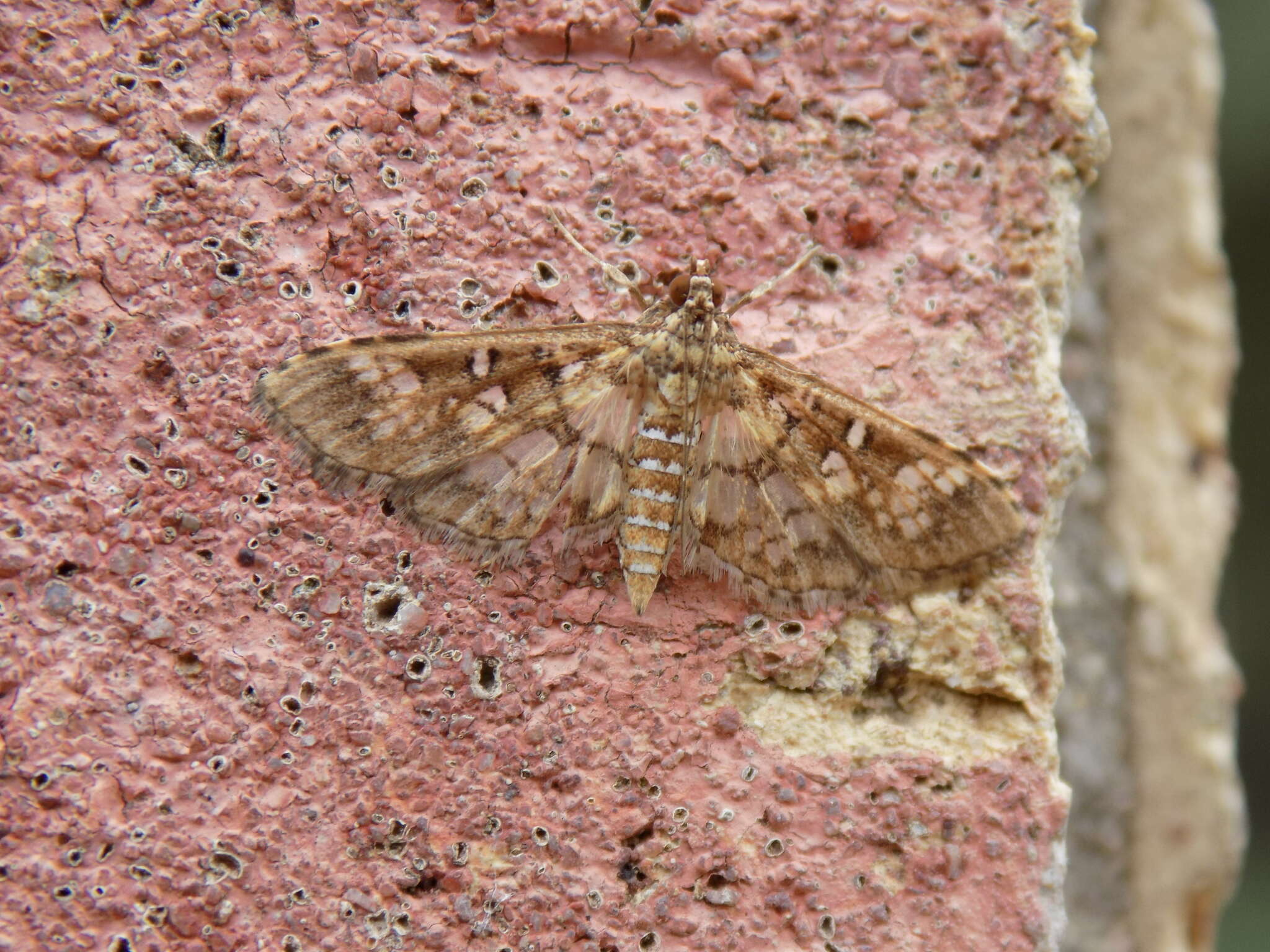 Image of Assembly Moth