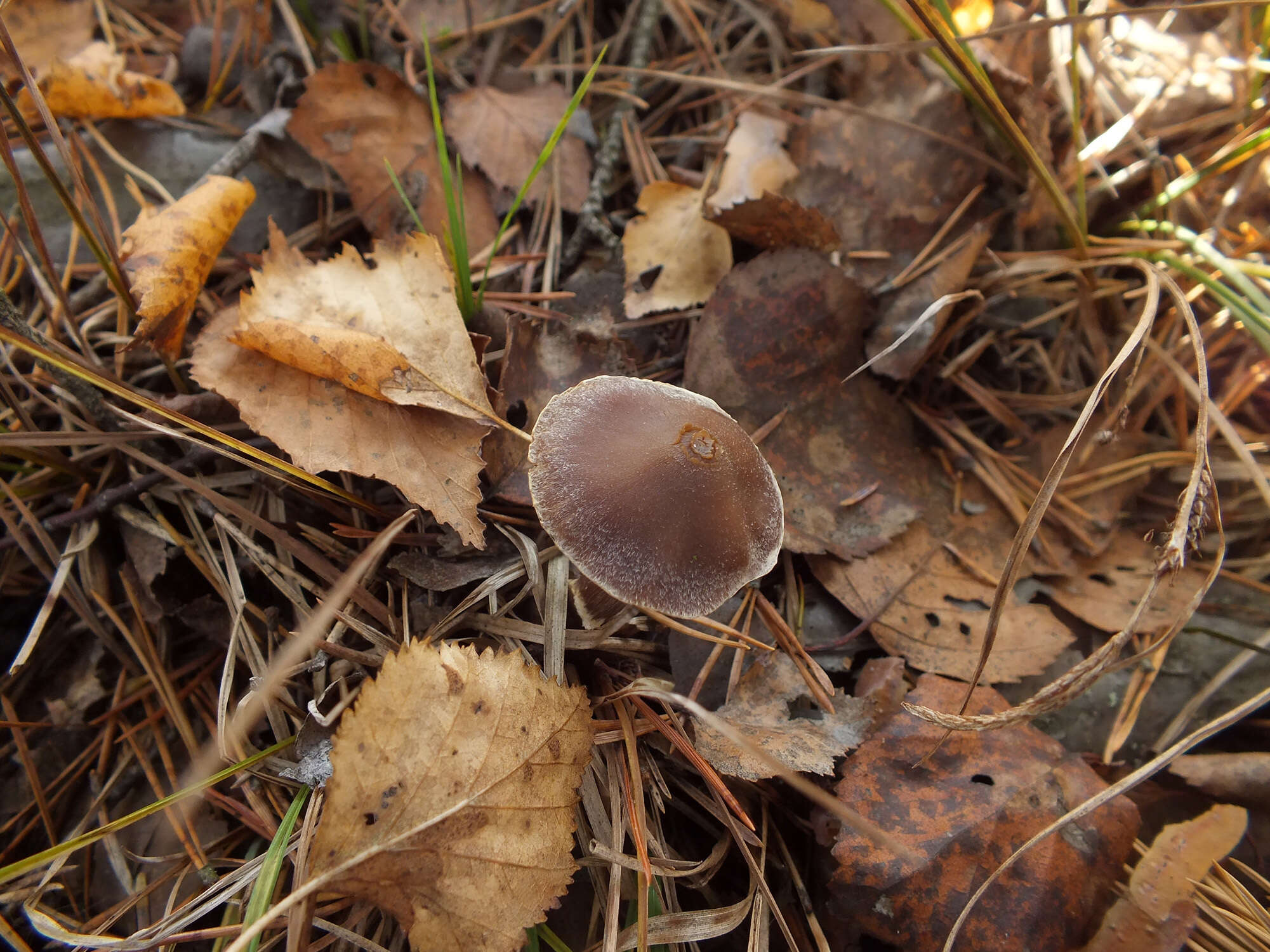 Слика од Cortinarius tortuosus (Fr.) Fr. 1838