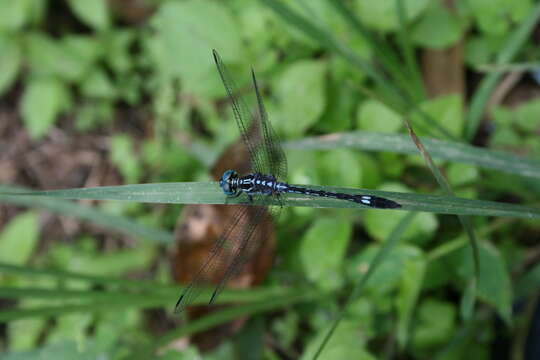 Image of Hylaeothemis apicalis