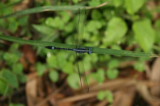 Image of Hylaeothemis apicalis