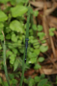 Image of Hylaeothemis apicalis