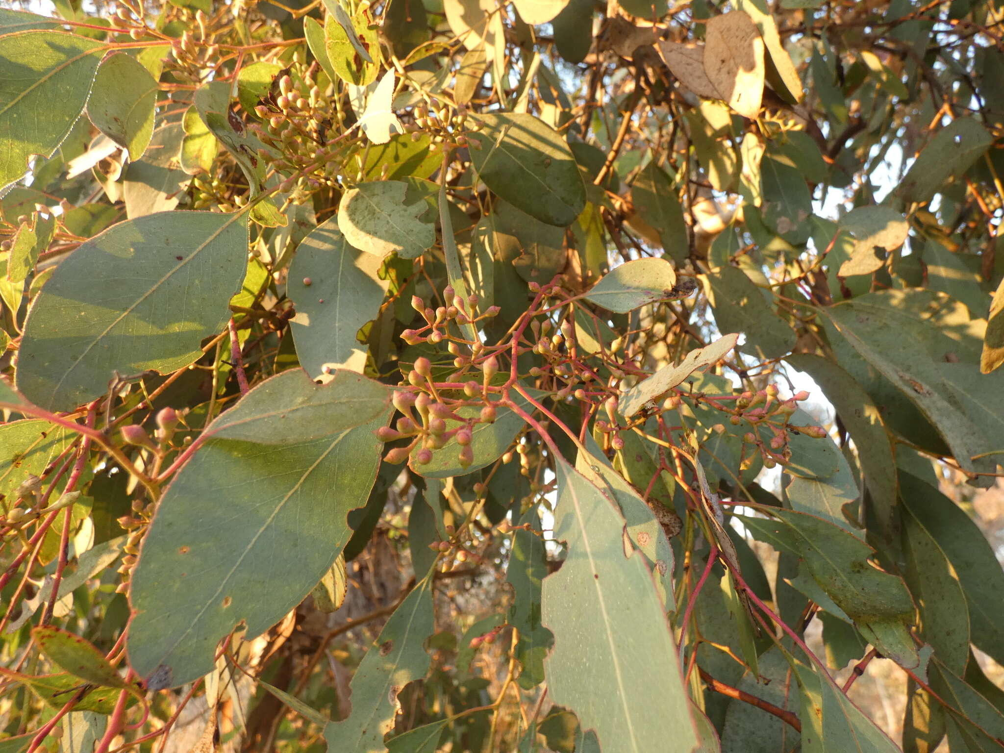 Image of Eucalyptus polyanthemos subsp. polyanthemos