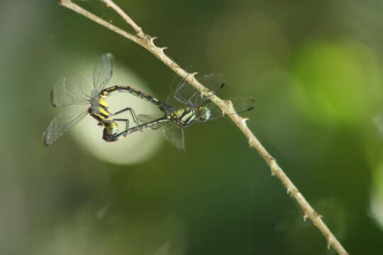 Hylaeothemis apicalis resmi