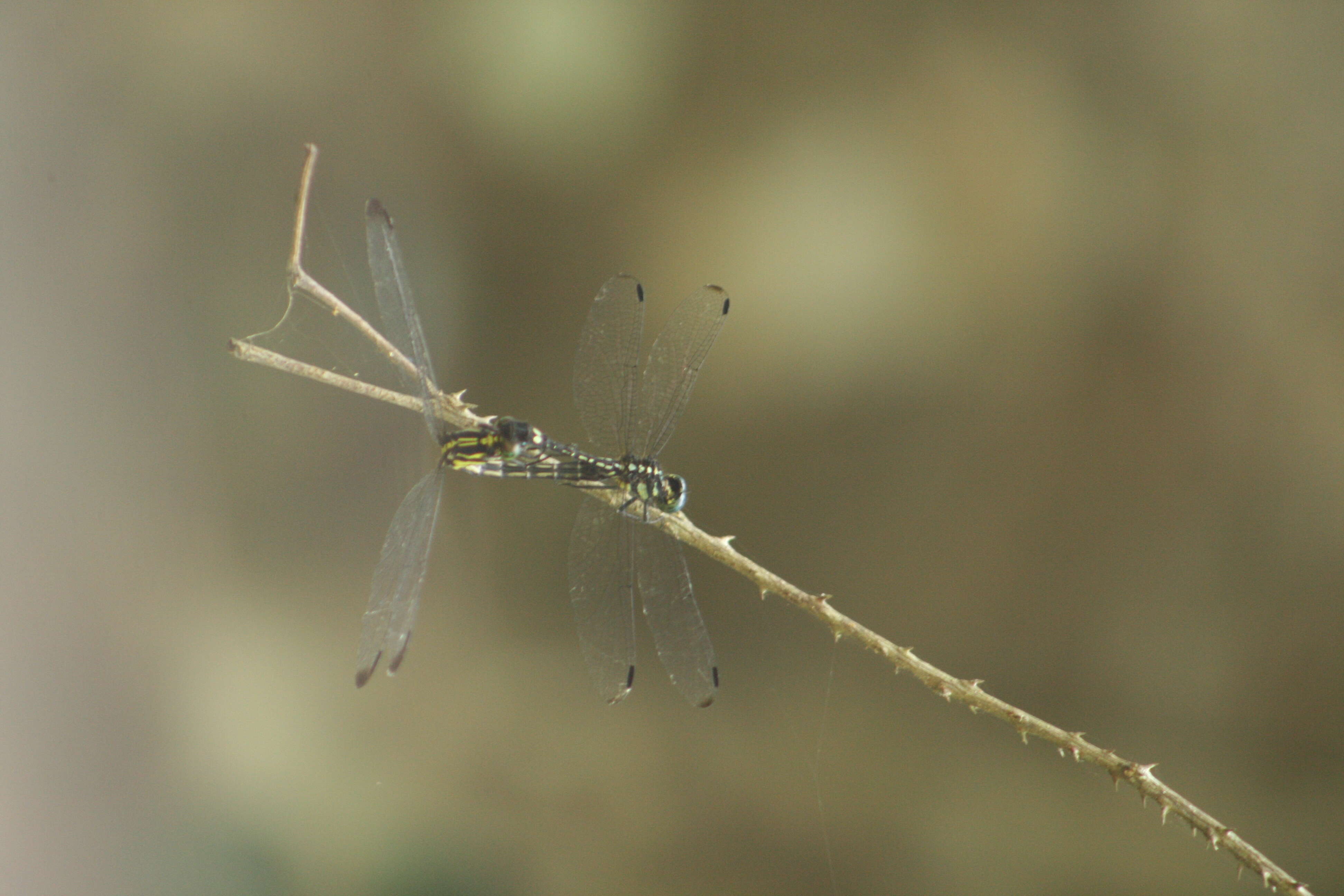 Image of Hylaeothemis apicalis