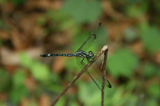 Hylaeothemis apicalis resmi