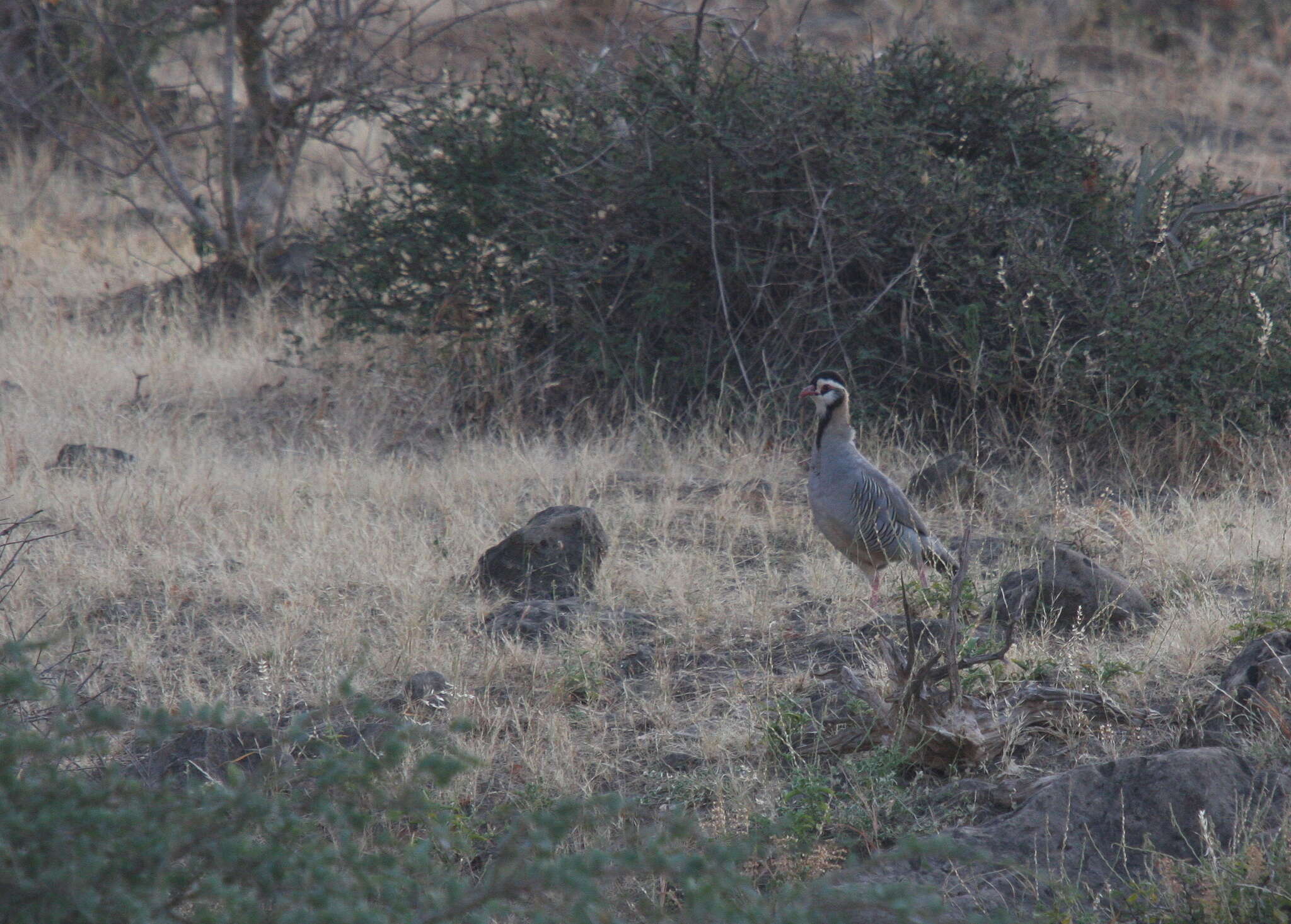 Image of Arabian Partridge