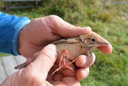 Image de Pipit de Godlewski