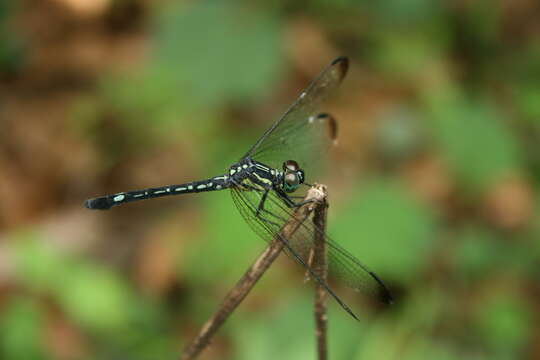 Image of Hylaeothemis apicalis