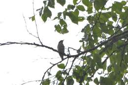 Image of Siberian Blue Robin