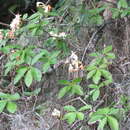 Image of Santee azalea