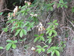 Image of Santee azalea