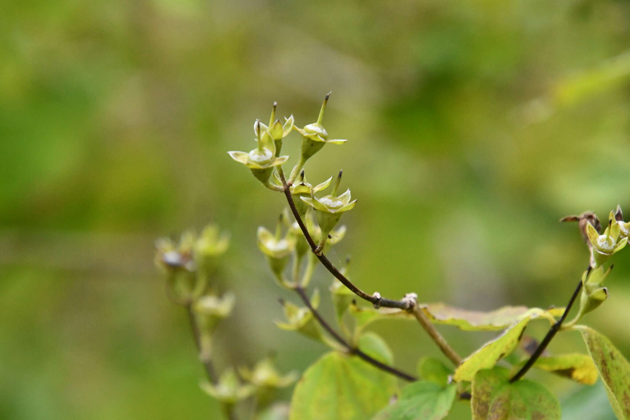 Image of Philadelphus tenuifolius Rupr. & Maxim.