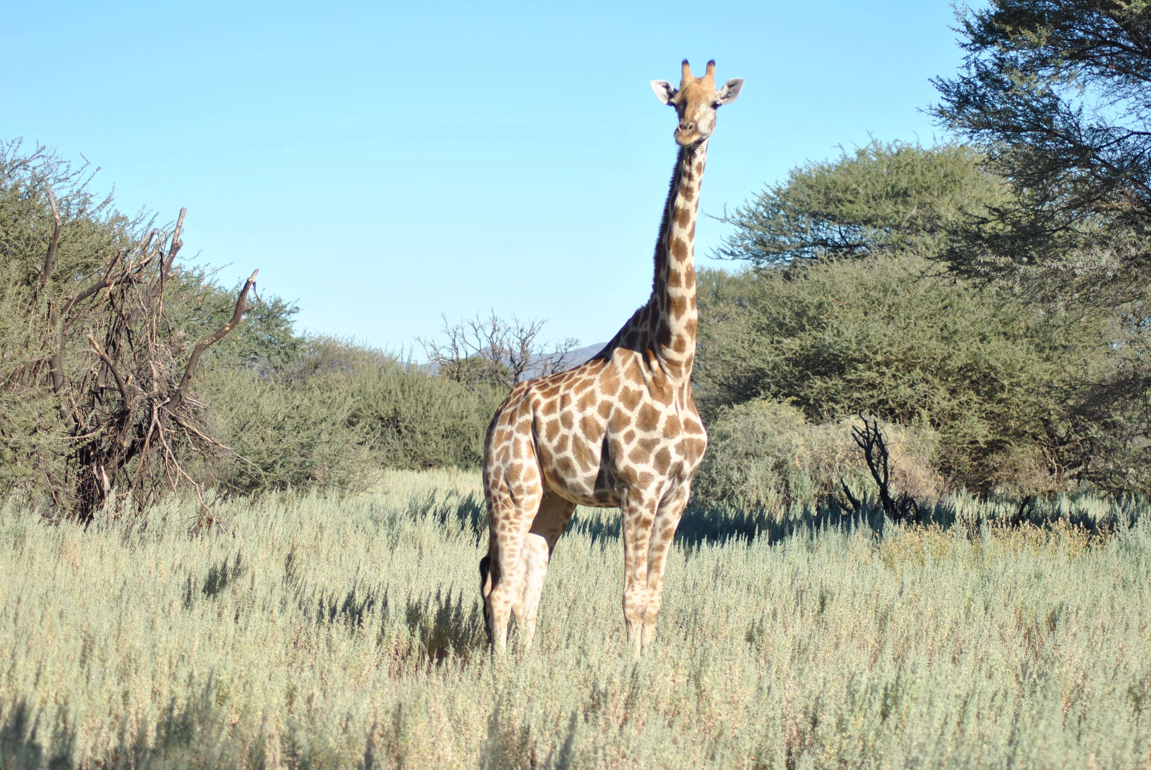 Image of Giraffe